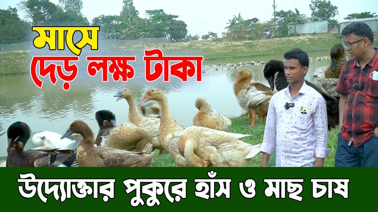 পুকুরে হাঁস ও মাছ চাষ।  নতুন উদ্যোক্তা হাঁস পালনে