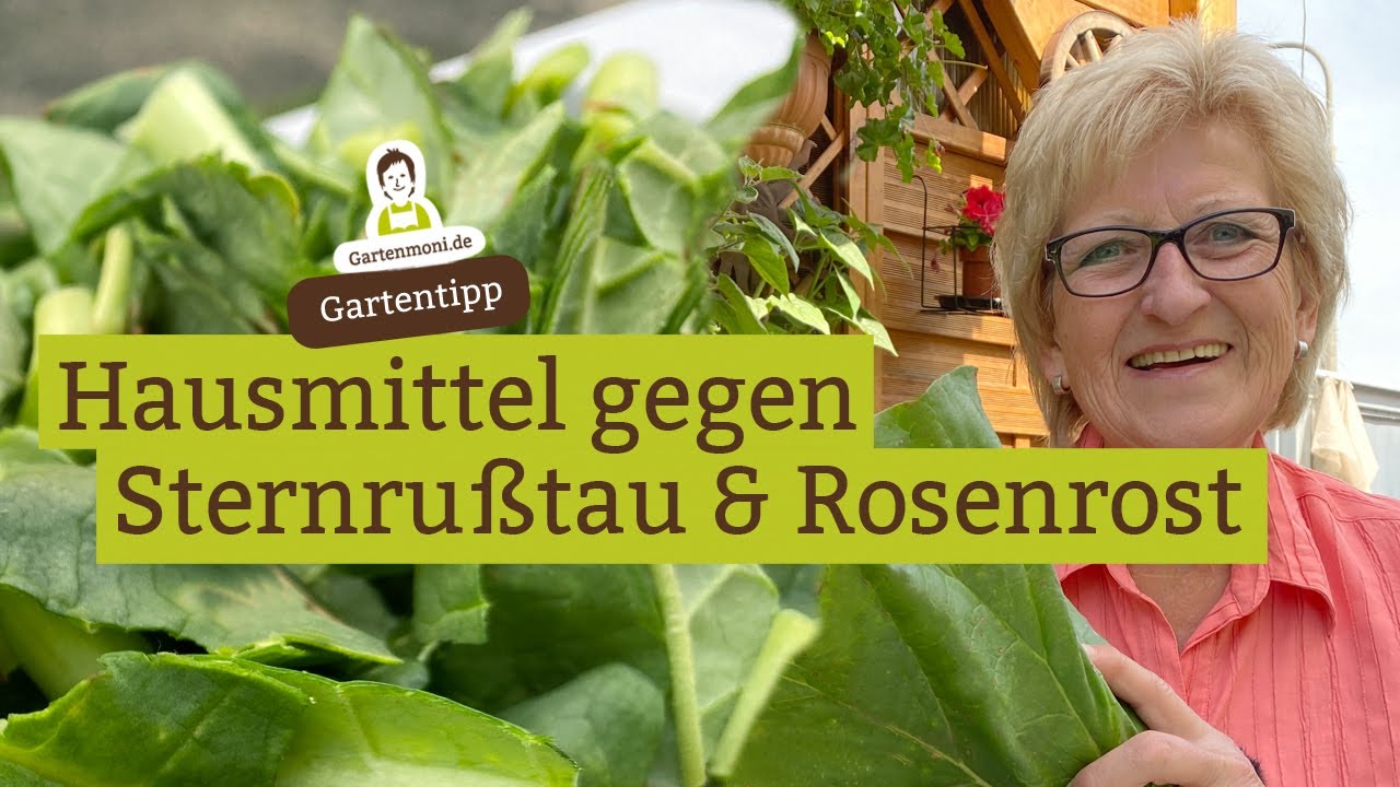 Hausmittel gegen Sternrußtau und Rosenrost