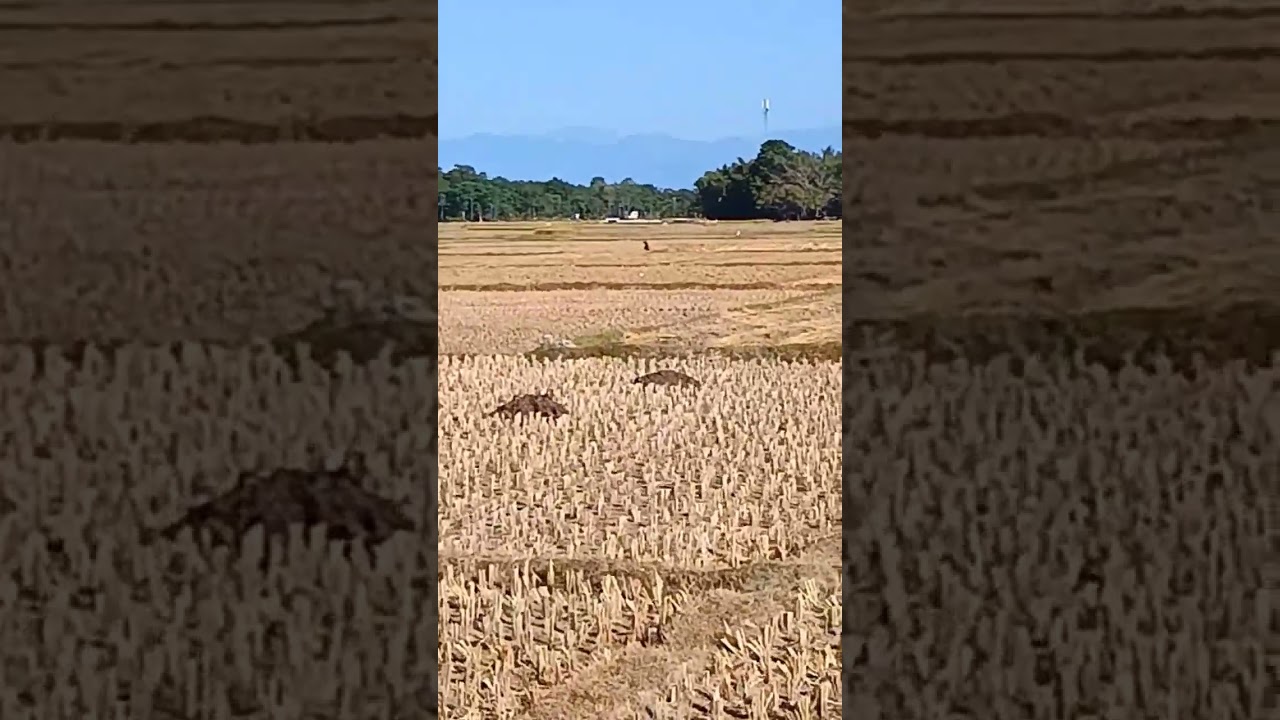 #village #farmer #bengal #trending #new #news
