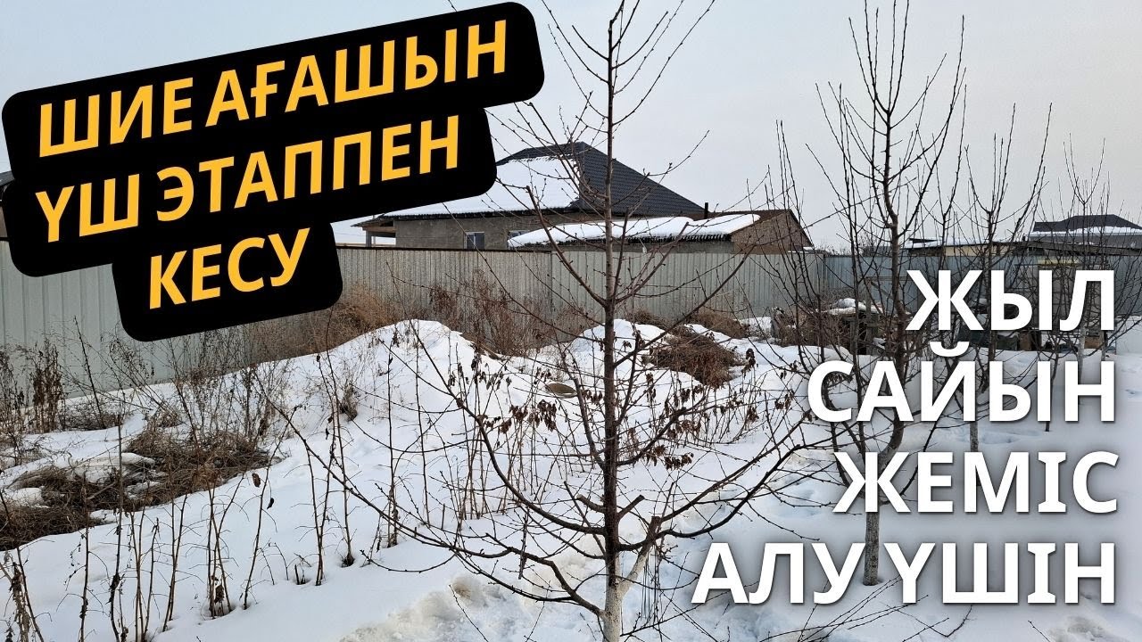 ШИЕ АҒАШЫН КЕСУ, бір лидерлі интенсивті әдіс