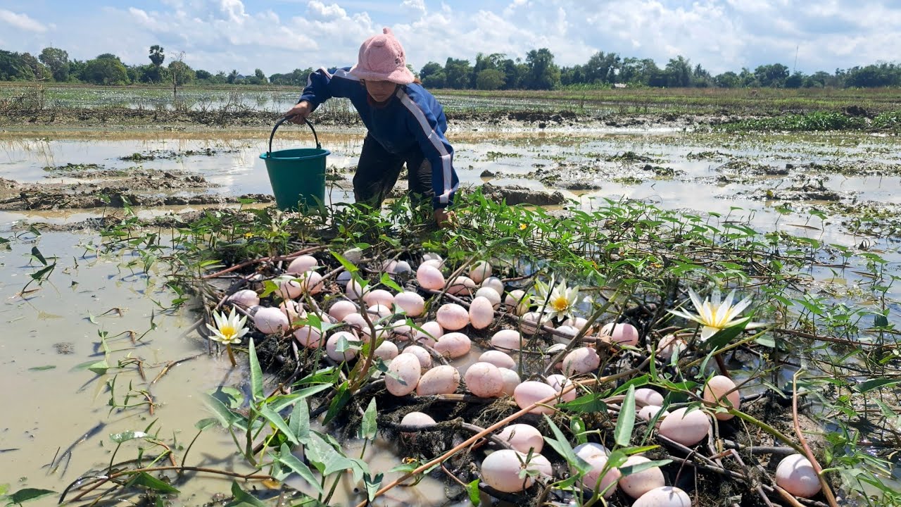 WOW wow wow! A male fisherman picks eggs in a flooded rice field or where there are many eggs.