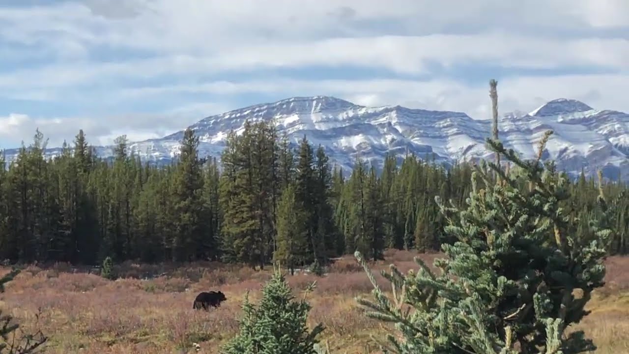 Grizzly Bear west of Caroline, Alberta