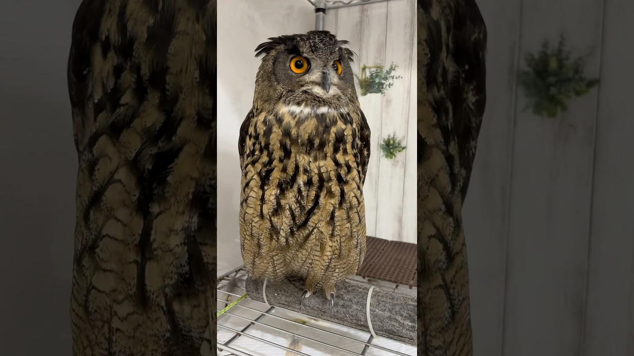 ミミズクとフクロウって何が違うの？ #フクロウ #owl #ミミズク