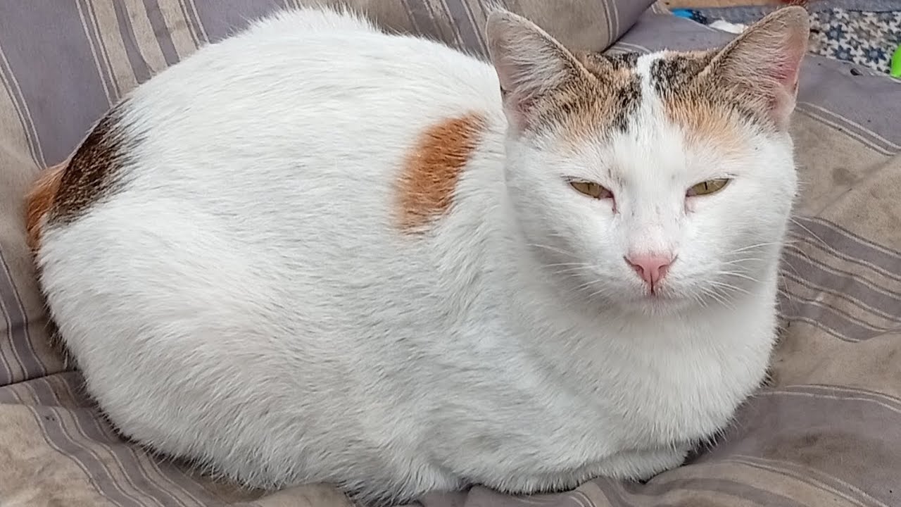 قصة القطة الحزينة 