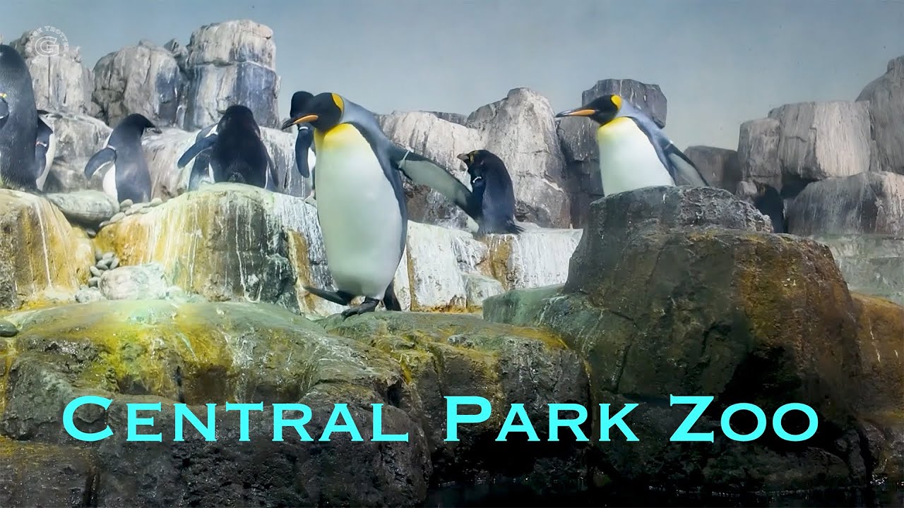 🌿 Central Park Zoo Tour 🐧 | Hidden Gem in the Heart of NYC!