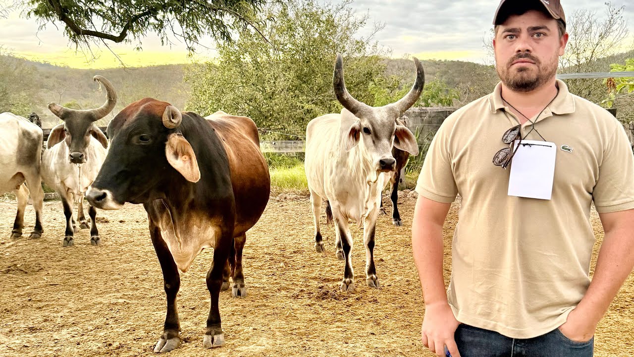 Conheça uma das maiores fazendas da Bahia – 13 mil hectares de produção e pecuária de ponta!