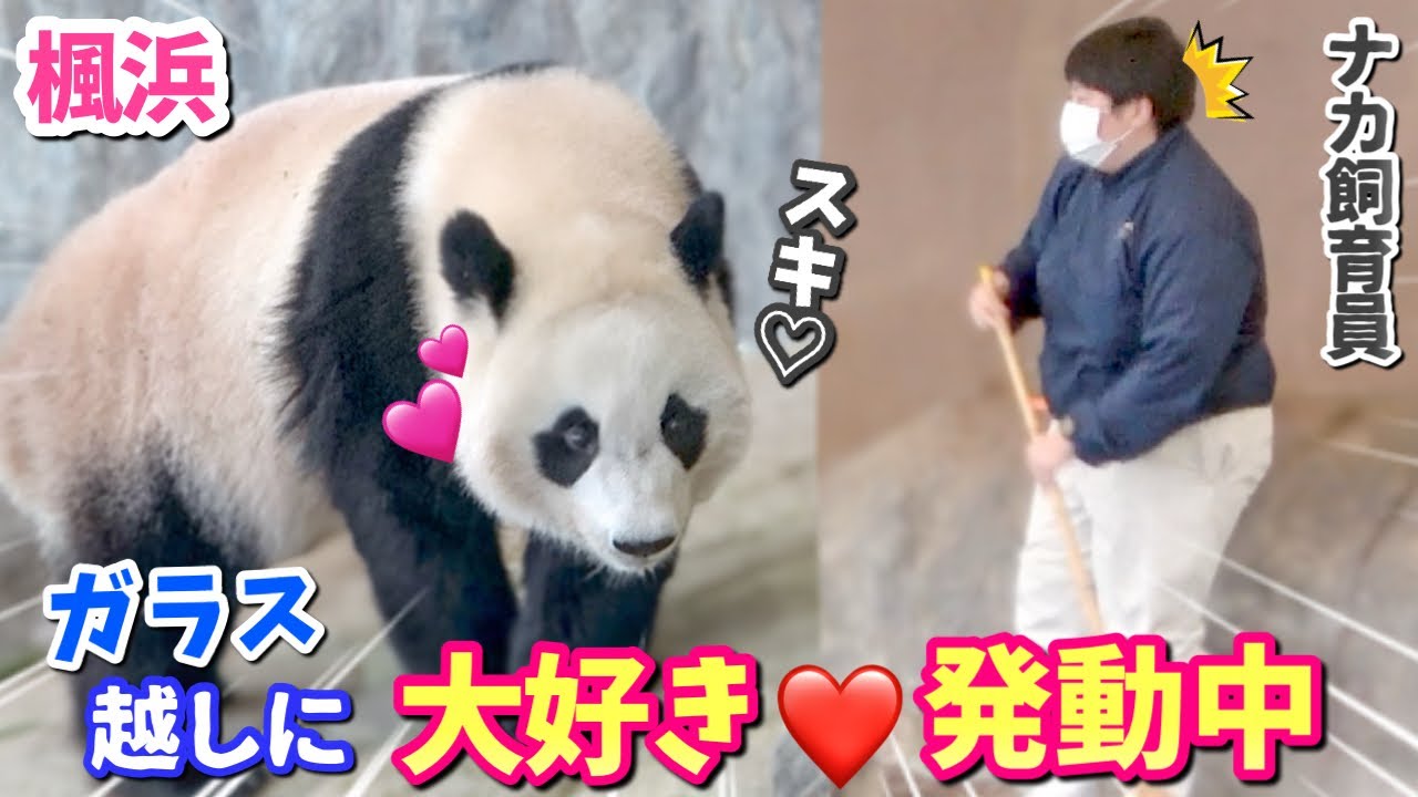 【パンダアイドル楓浜】やっぱりナカさんが1番🐼テンション爆上がり中⤴︎