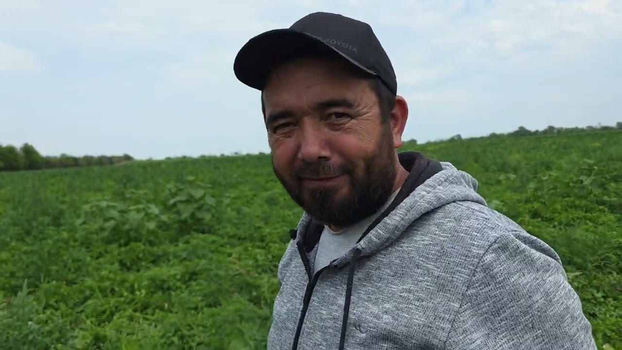 Азовский район х высечино ростовский область сорт ривьеро картофель