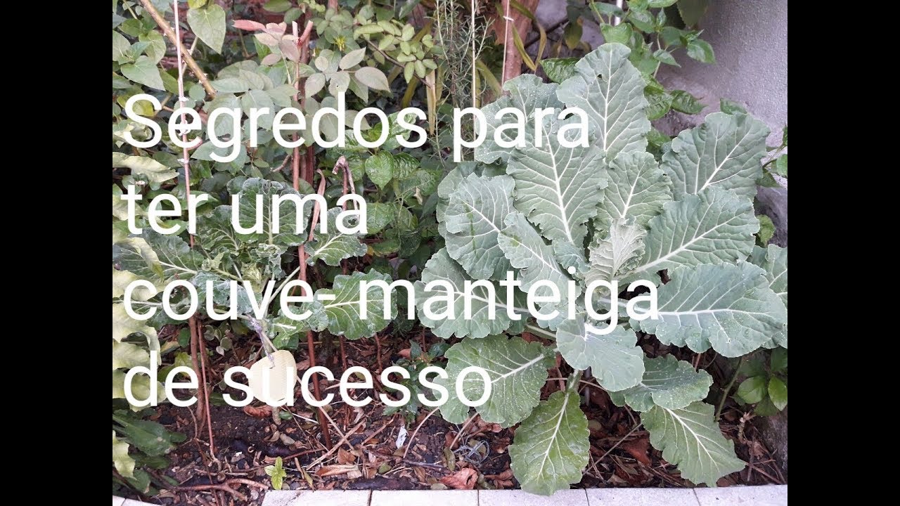 Segredos para ter uma couve manteiga de sucesso
