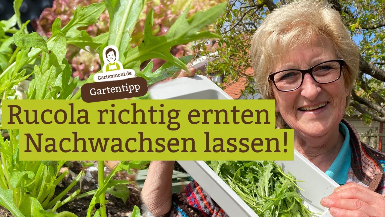 Rucola richtig ernten, dann wächst er wieder nach! Regrowing bei Rucola