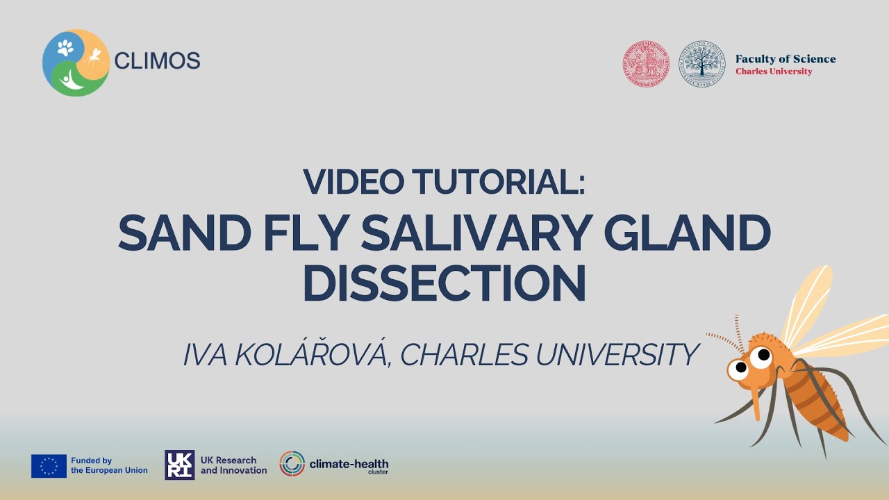 Dissection of a sand fly salivary glands