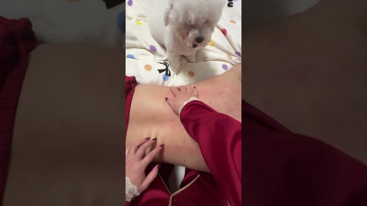The puppy s silent experience of scratching its back for four minutes and ten seconds#Sile