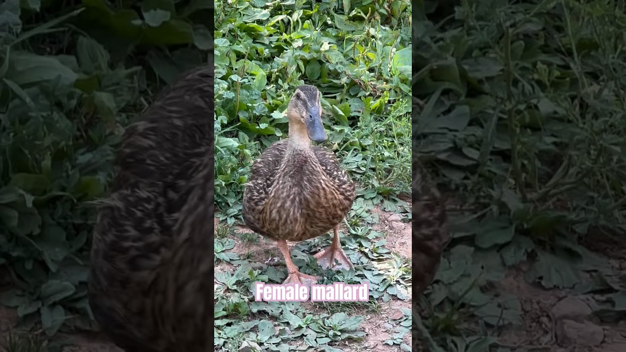 Sound of a female mallard duck 🦆