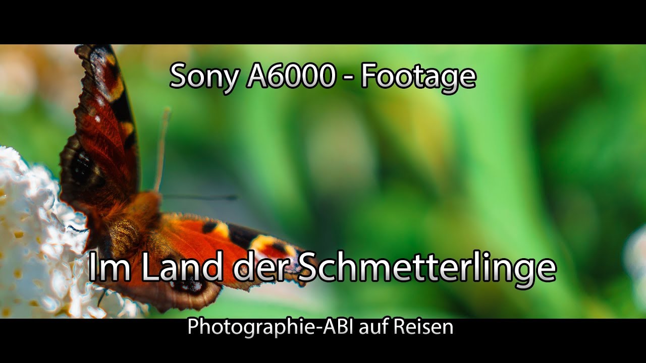 Im Land der Schmetterlinge und Insekten - Naturaufnahmen mit der Sony Alpha 6000