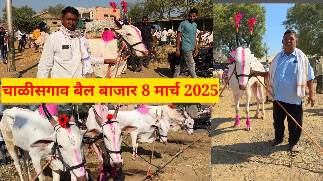 भाग 2 live 🔴 चाळीसगाव बैल बाजार 8 मार्च 2025 || भुरा शेठ यांच्या दावणीतील लाईव्ह सौदेबाजी 👑