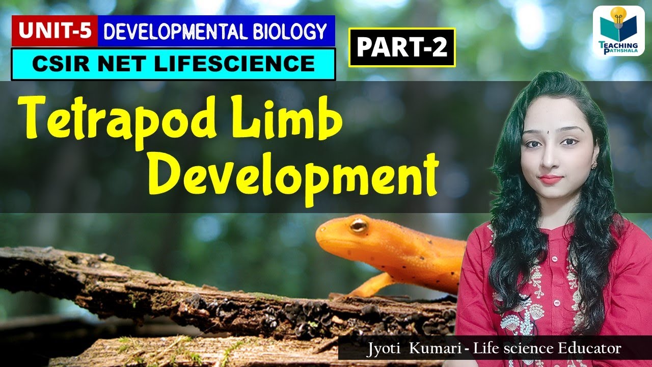 TETRAPOD LIMB DEVELOPMENT (PART-2) |CSIR NET| DEVELOPMENTAL BIOLOGY