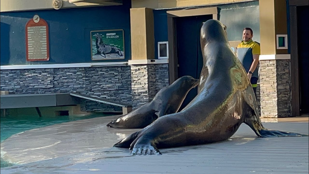 Sea Lion Christmas Show at SeaWorld San Diego - December 25, 2025 