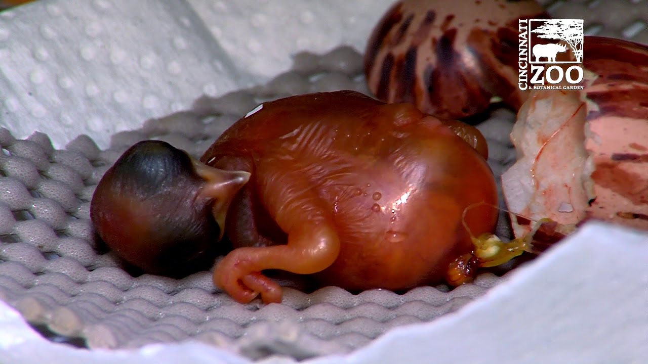 Raggiana Bird of Paradise Chick Hatching - Cincinnati Zoo