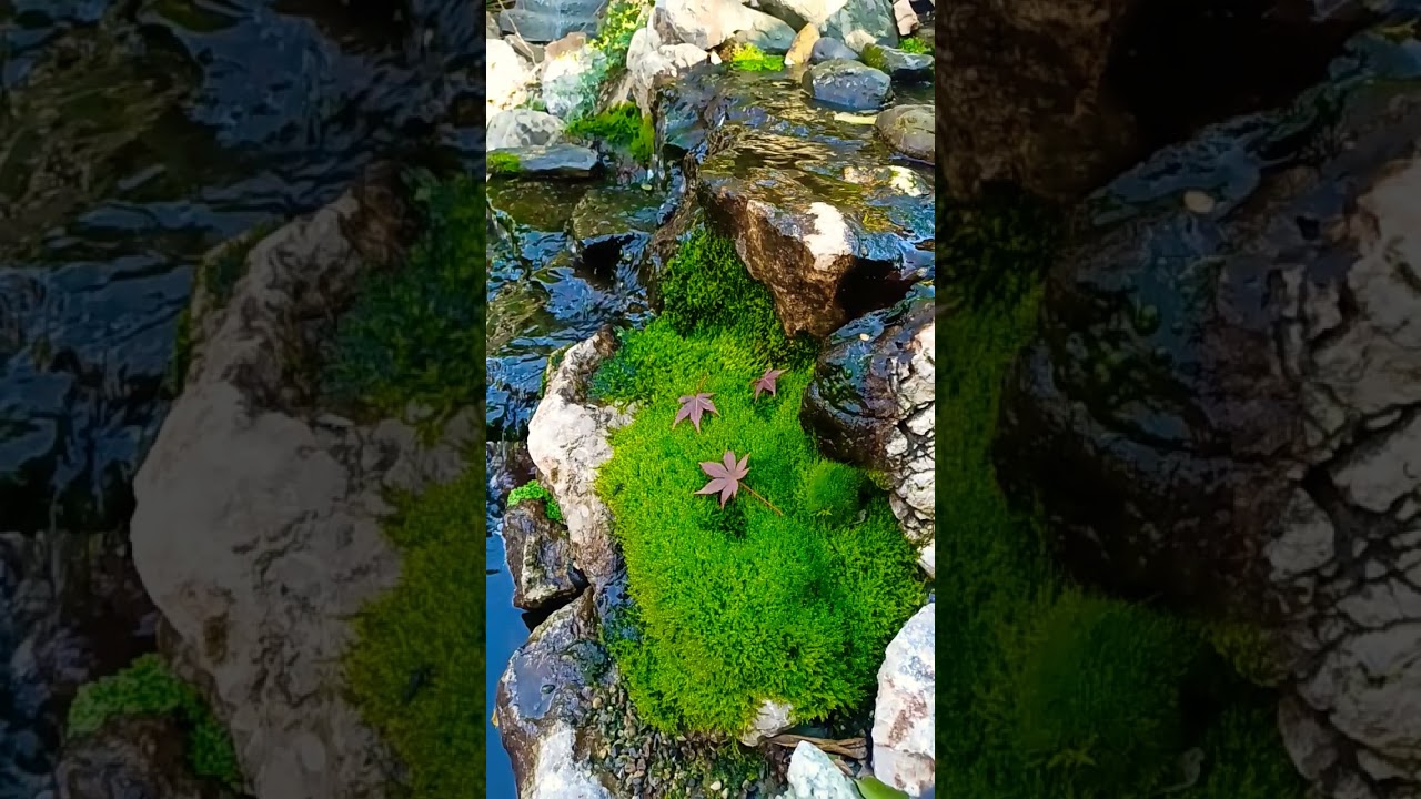 Moss at the waterfall😍