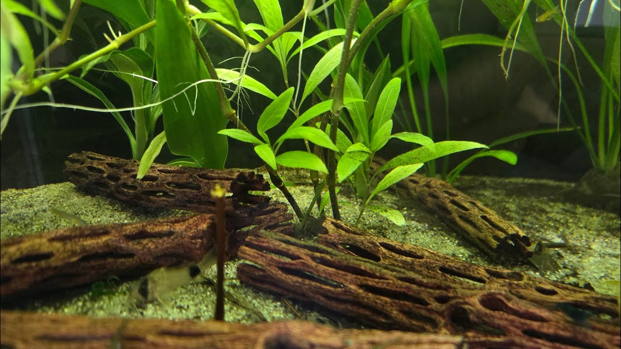 Peaceful Aquarium Ambience for Sleep | Very Quiet, No Music