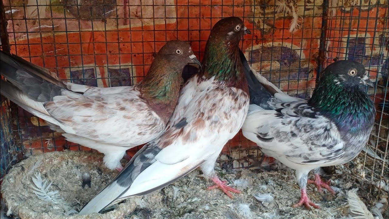 Allahabadi Kabutar sel Mahesh Bhai Ke Kabutar  Mo7753986738 #pigeon_city_allahabad #trending #pigeon