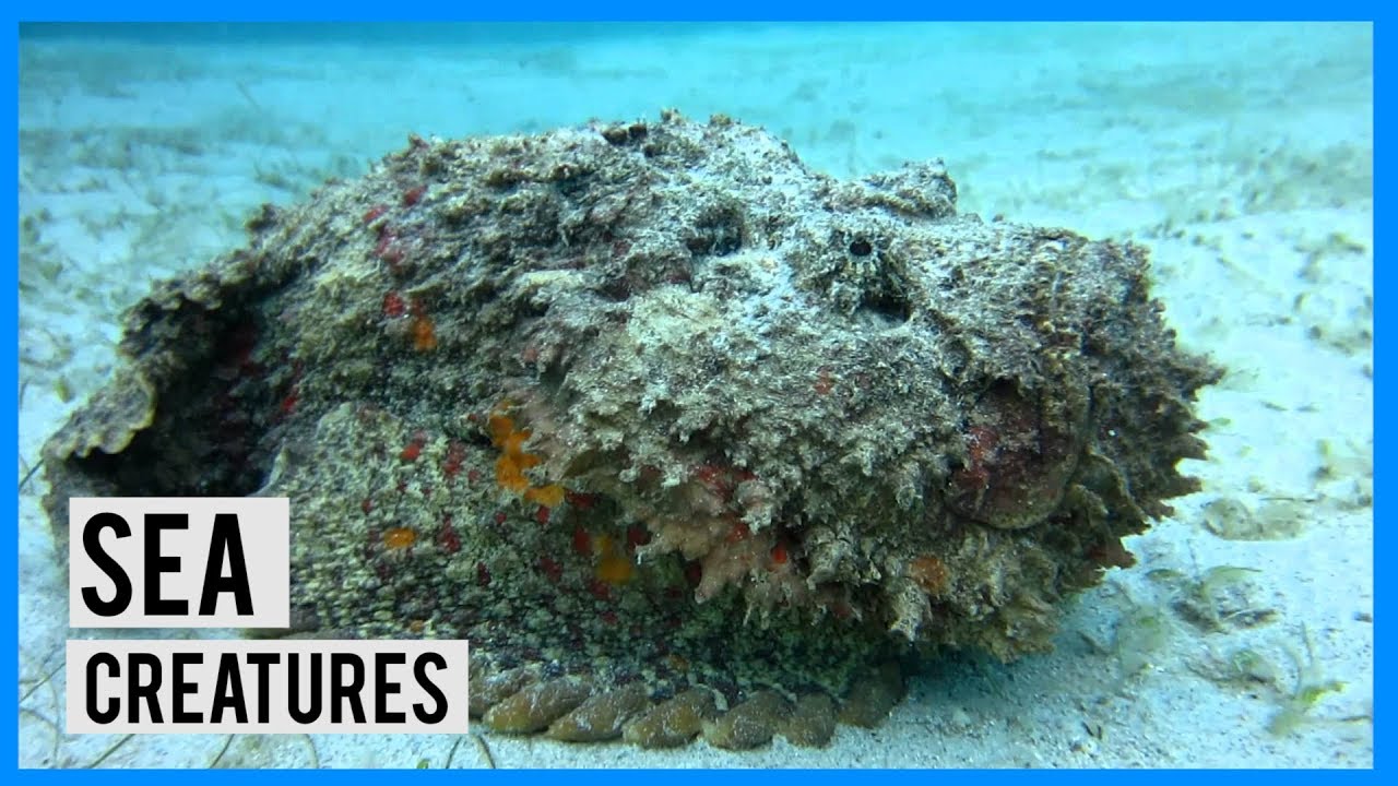 Top 10 Dangerous Creatures Under The Sea |TRENDY TOP