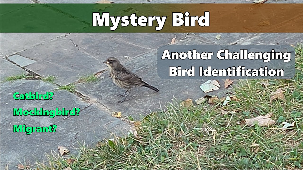 Mystery Bird - Another Challenging Bird ID