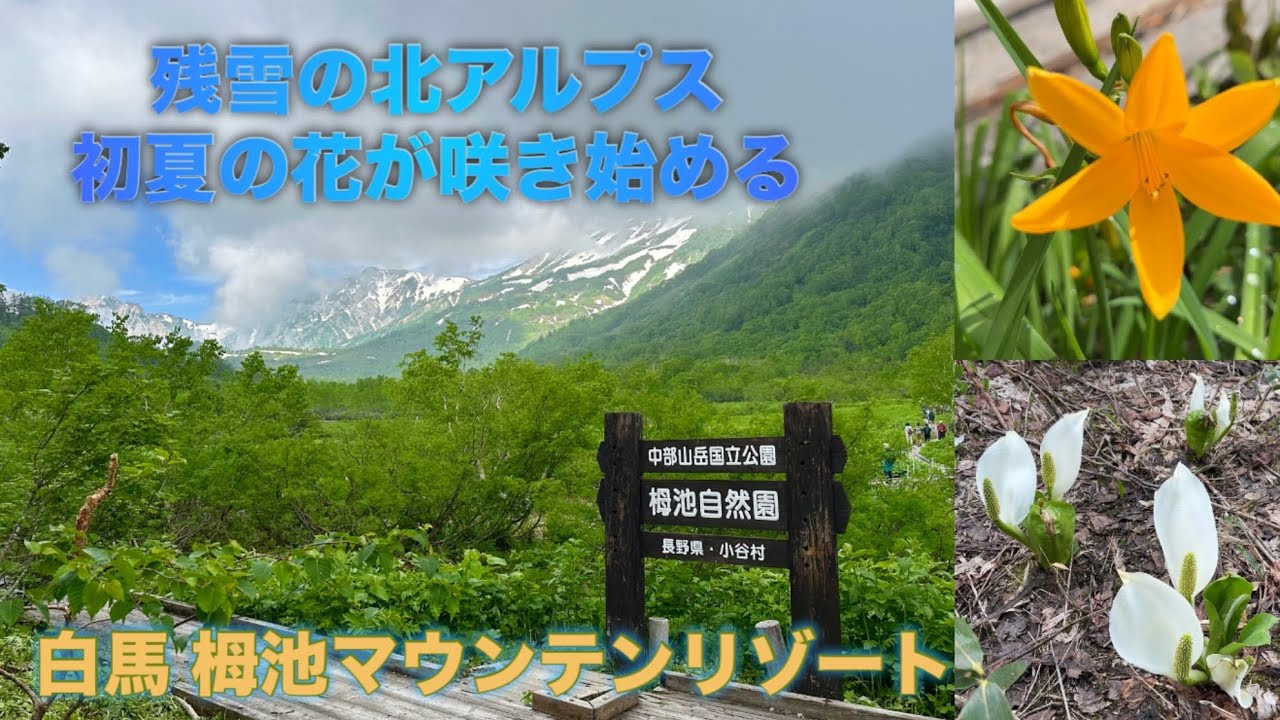 【長野県】【栂池マウンテンリゾート】残雪の北アルプス初夏の花が咲き始める　2025.07.06