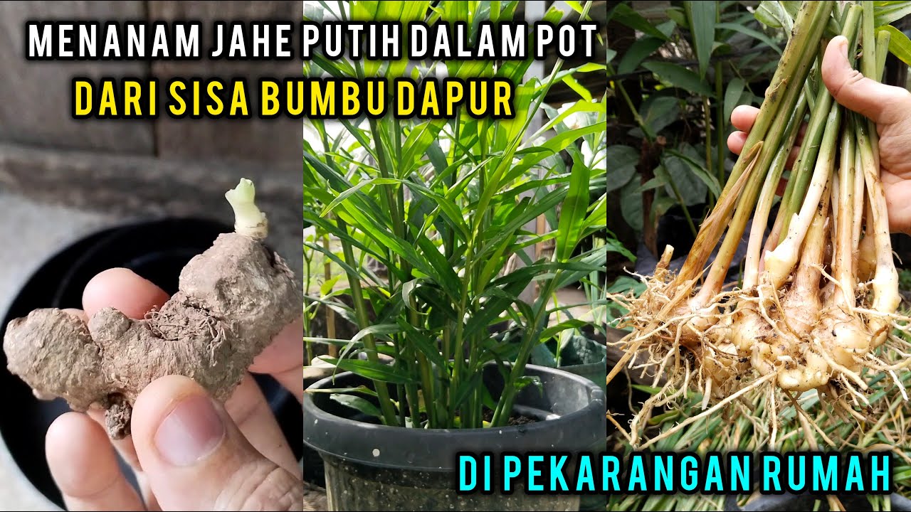 Cara Menanam Jahe Putih Dalam Pot Dari Sisa Bumbu Dapur