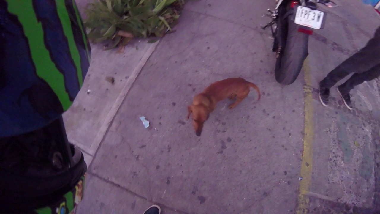 PERRO SE PERSIGUE LA COLA! GOPRO HERO+
