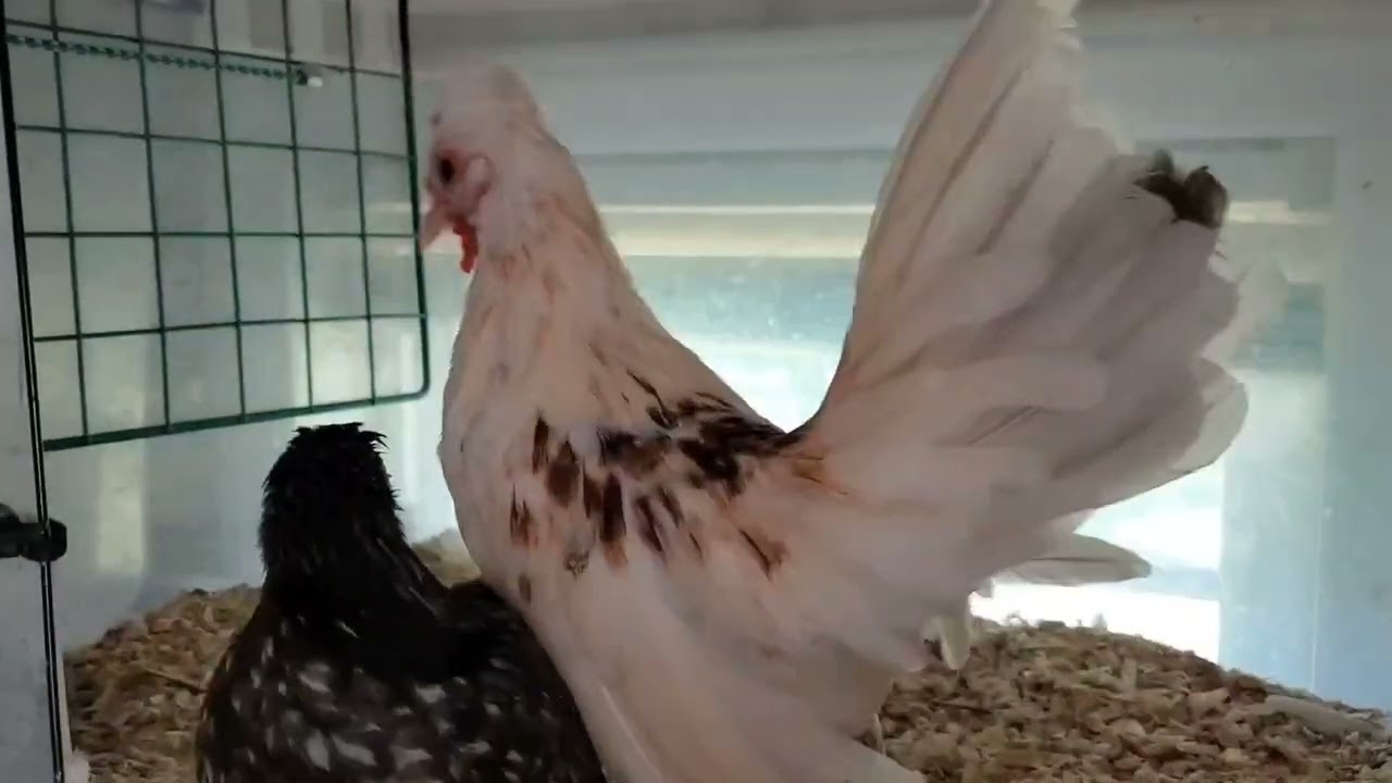 Kikiriki Bantam Chickens are the smallest chickens in the world.