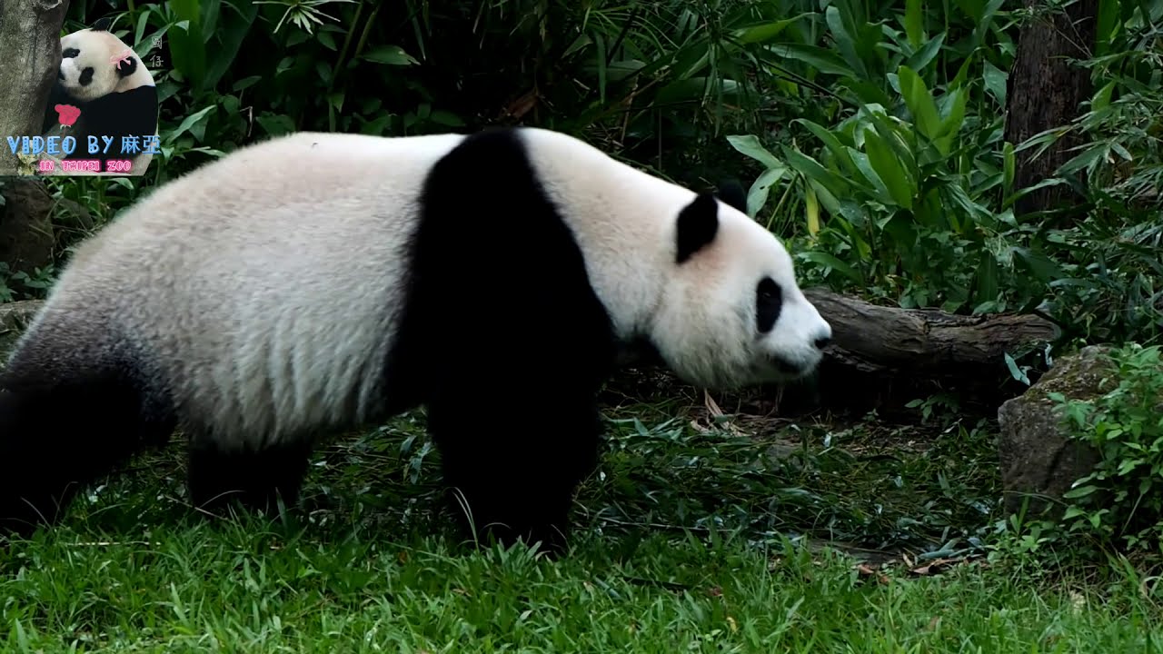 20161029 圓仔與牛背鷺的諜對諜 The Giant Panda Yuan Zai