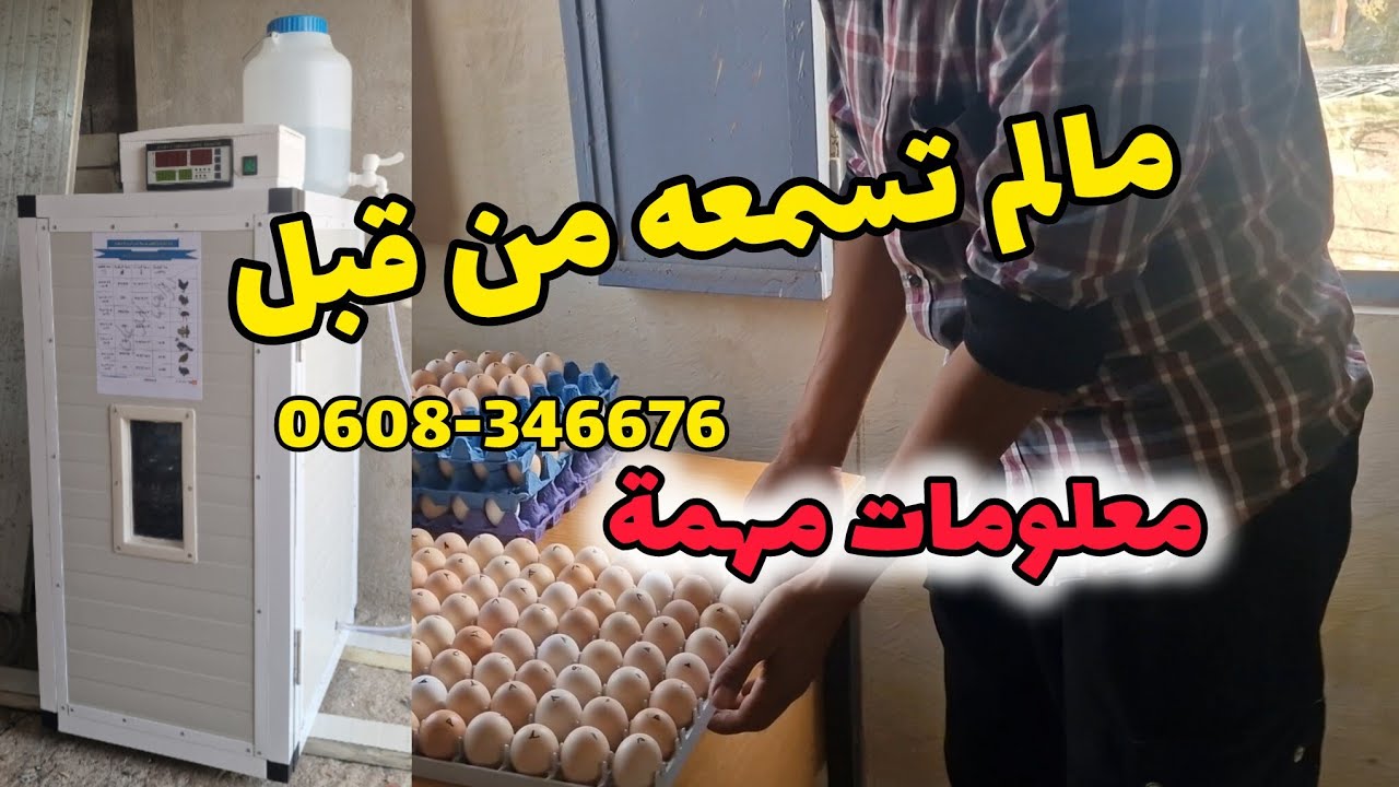 مشروع تربية الدجاج البياض وهذه معلومات مهمة لأول مرة تسمعها عن كيفية التعامل مع الفقاسة 0608346676