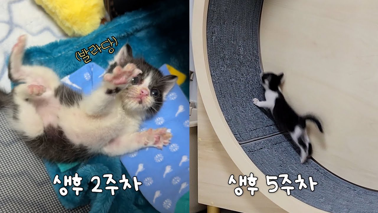 제대로 걷지도 못하던 애가 3주만에 캣휠을 마스터 했어요 [탄빵이 임보일기]