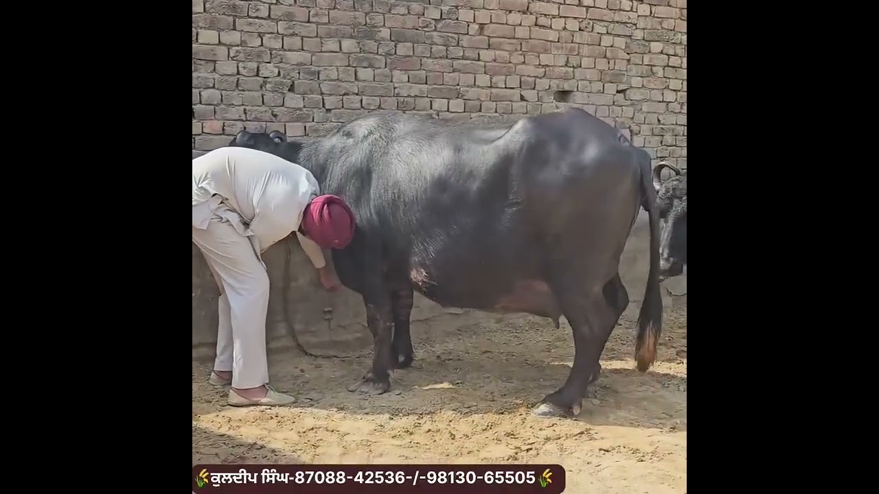 #farming #diaryfarming #cow #animalfarming #bullfarm #viral #viralshort #like #subscribe #share 