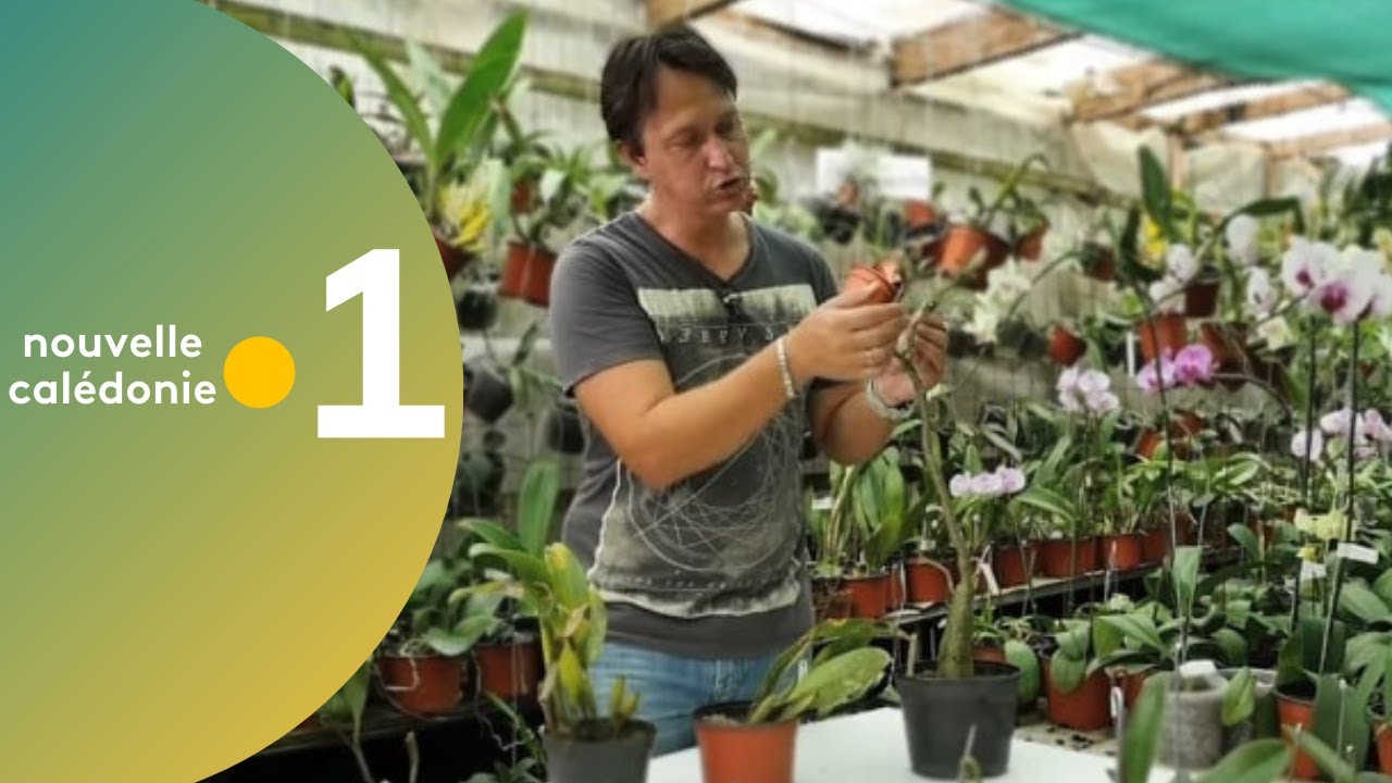 1 - Astuce jardinage : Se débarrasser des cochenilles