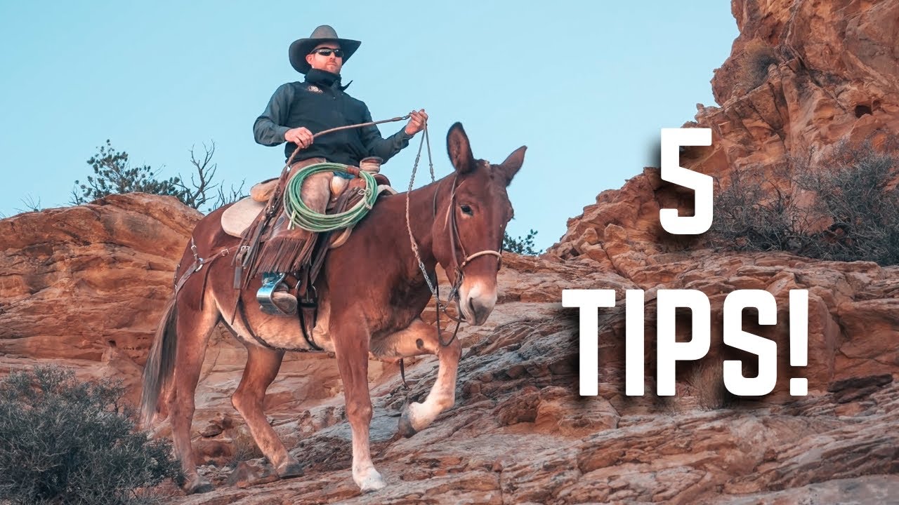 How To Improve Your Partnership With Your Horse Or Mule In 2026