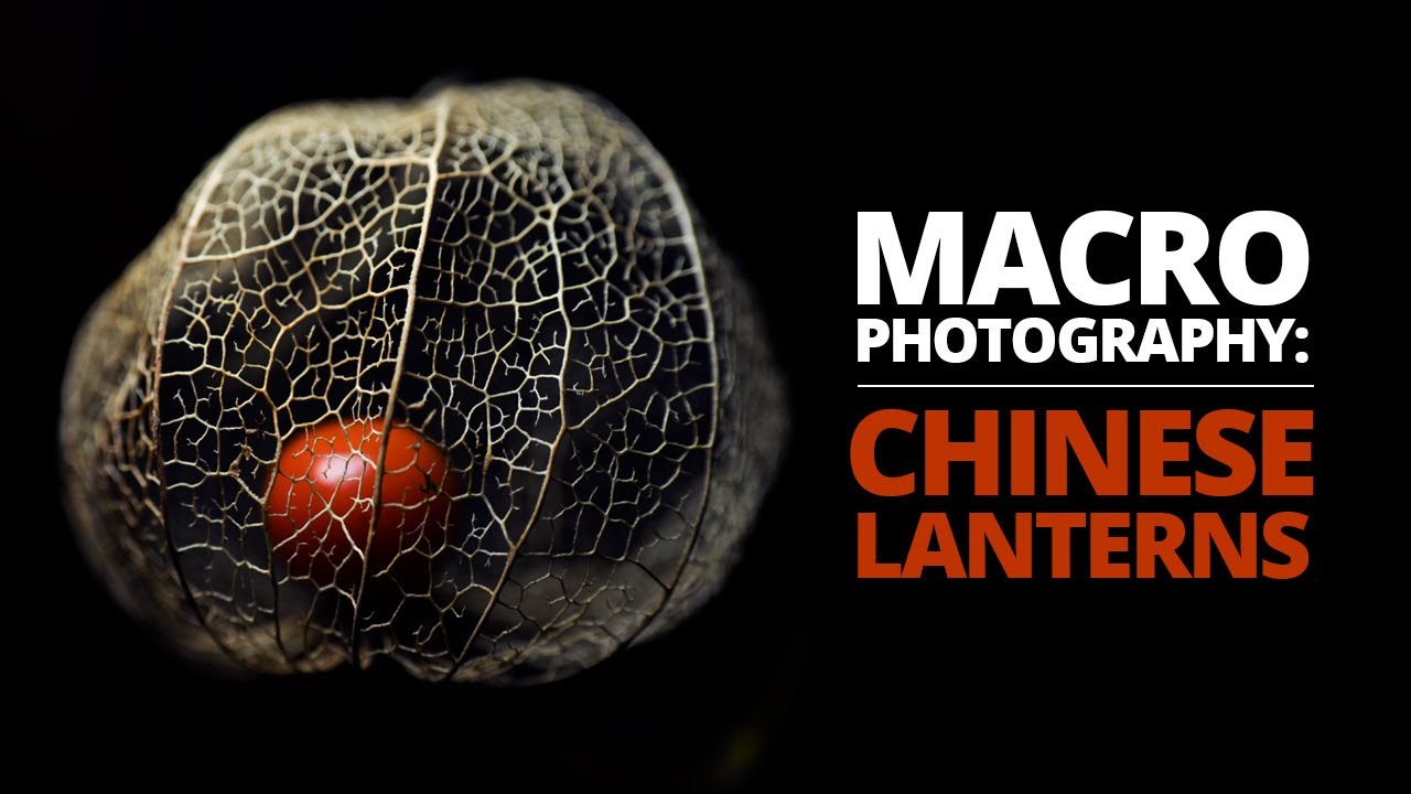 Physalis alkekengi is an amazing macro photography subject!