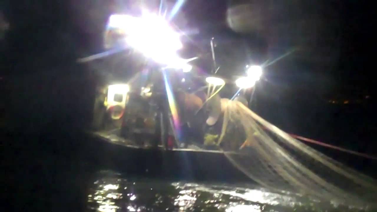 Spratt Fishing in Wexford, Ireland.