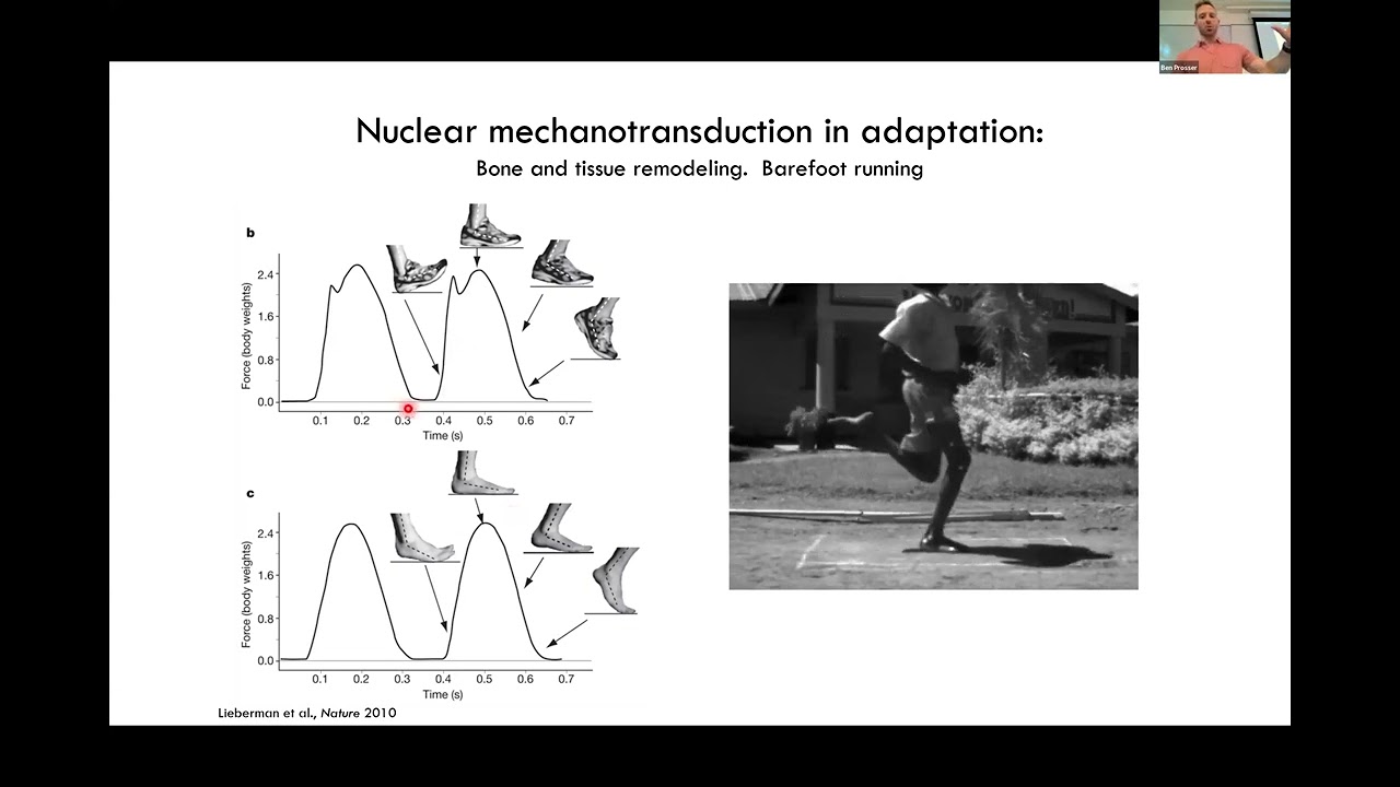 Mechanobiology Boot Camp 2024: Ben Prosser, Basic Nuclear Mechanobiology