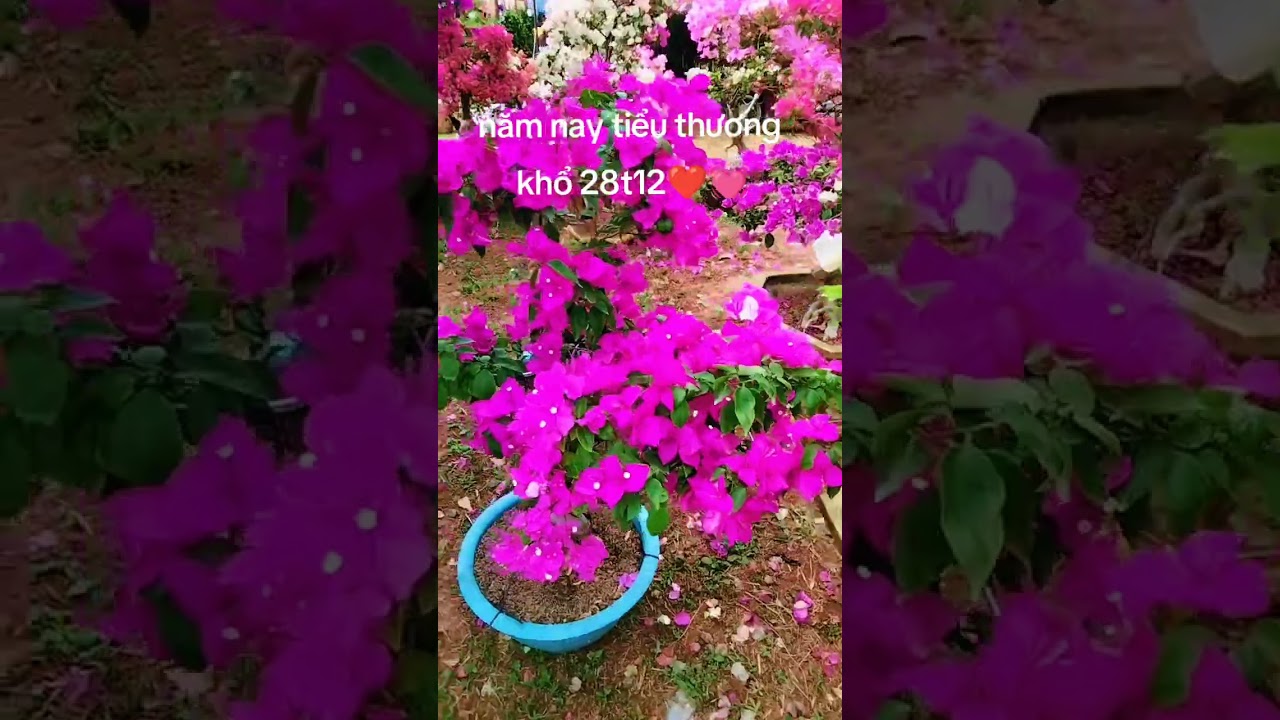 Hoa giấy tết 