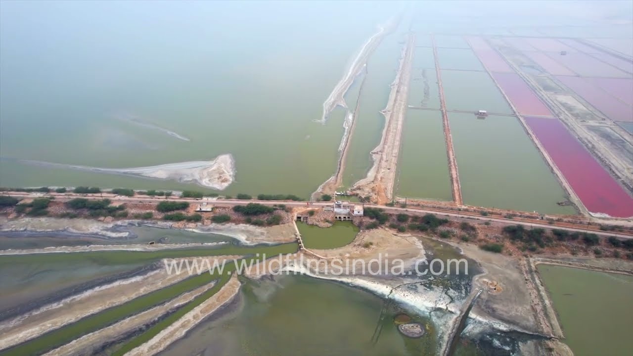 A breathtaking flock of flamingos spread across the shimmering waters of Sambhar Lake