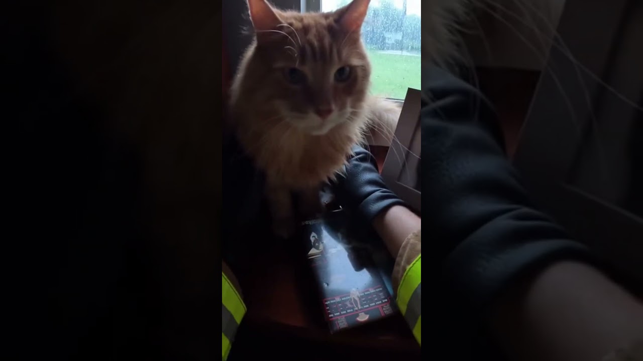 Firefighter Rescues Girls Cat 🥹