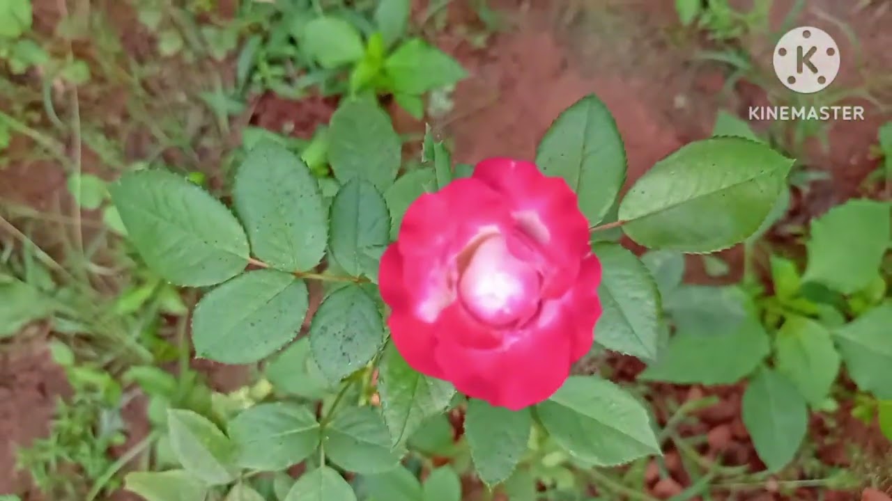 நம்ம தோட்டத்து ரோஜா பூக்கள் part 3 பாத்ரலாமா?தெரிஞ்சதை செய்வோம் all in all