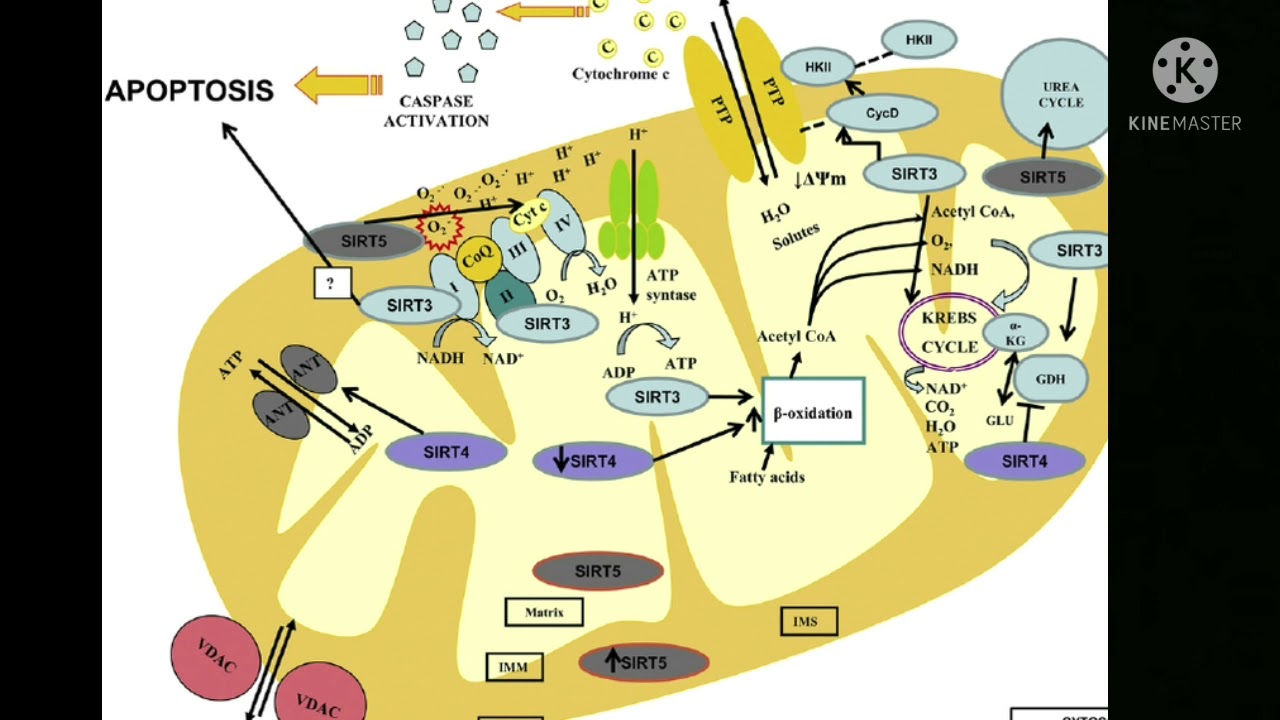 Pepck-cmus (en) /sirt3 protein. mitochondria modification. Subliminal.