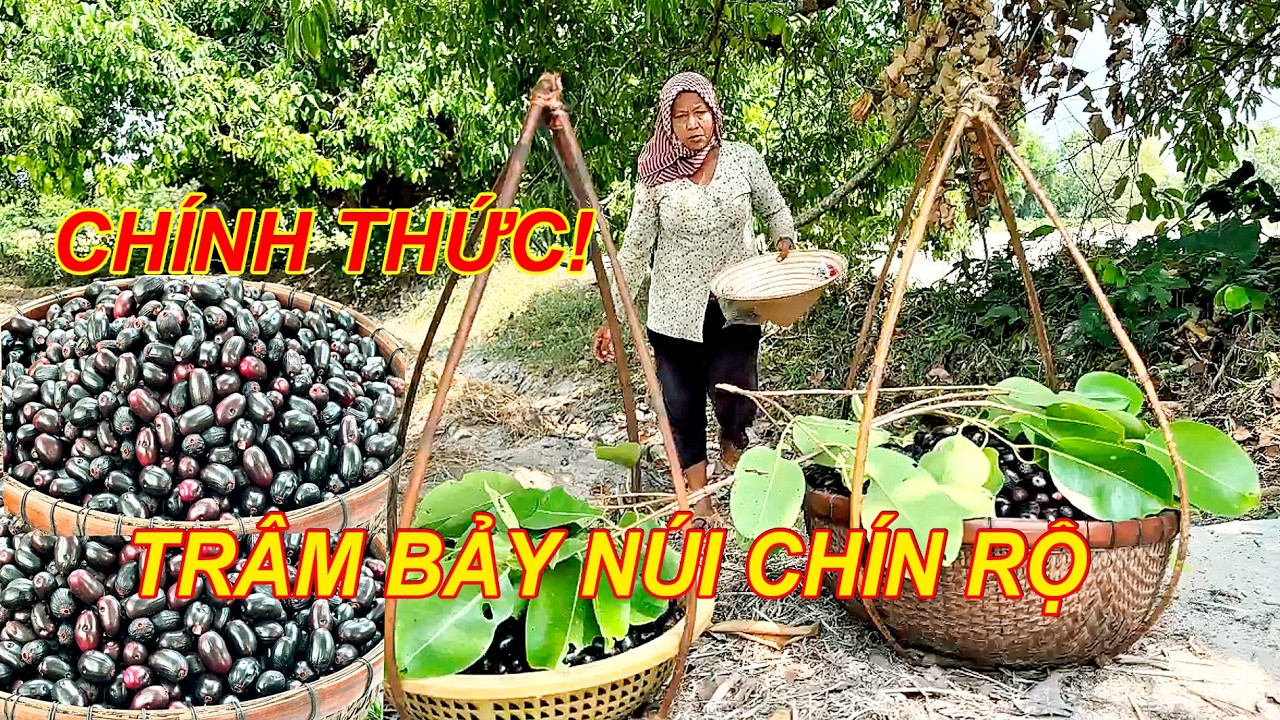 CH&Iacute;NH THỨC Tr&acirc;m Bảy N&uacute;i đ&atilde; ch&iacute;n rộ  nhuộm t&iacute;m cả v&ugrave;ng trời Tri T&ocirc;n