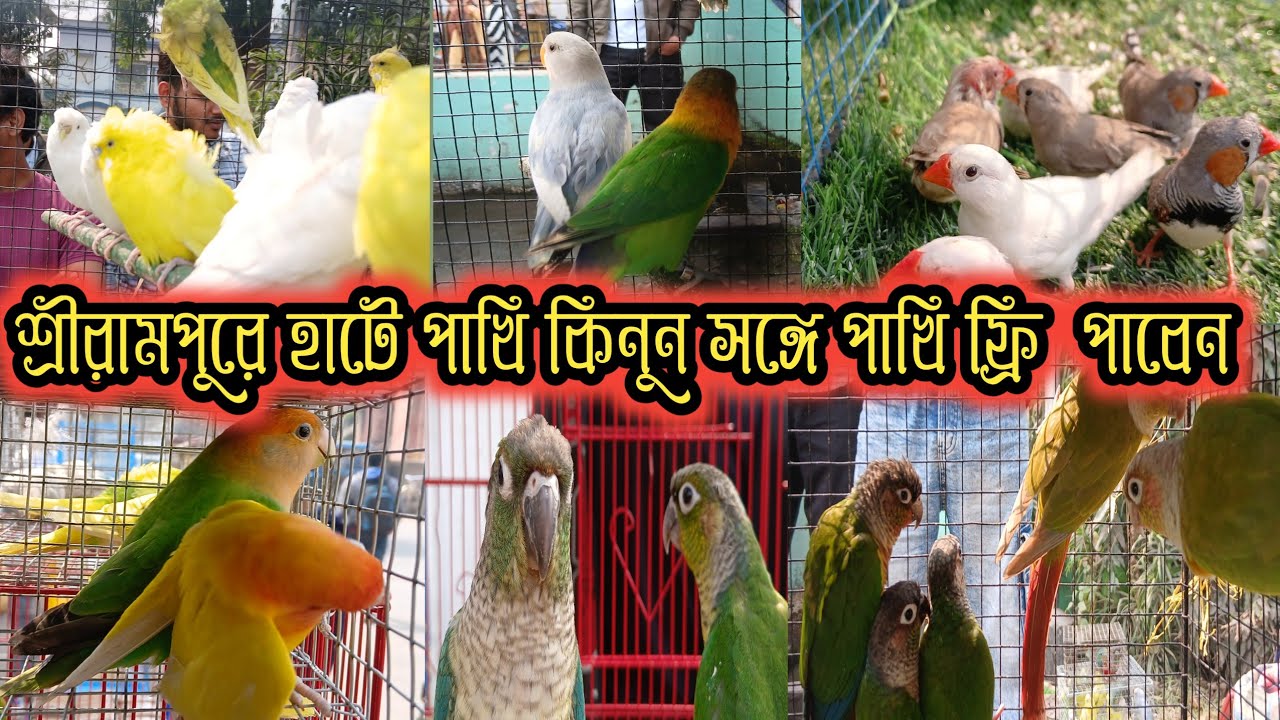 একদম সত্যিই পাখি কিনলে সঙ্গে পাখি ফ্রি পাবেন এই হাটে serampore pet market  serampore Bird market 