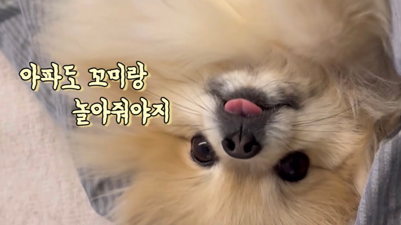 [꼬미Vlog] 귀여운 포메 일상 | 빗질하고 인형던져주고 애견카페 간 평범한 날