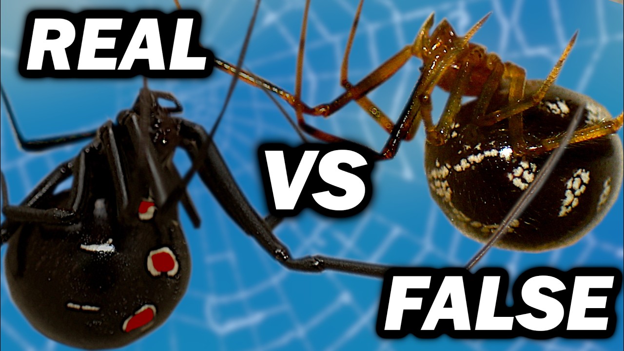 FALSE WIDOW vs BLACK WIDOW! - Are False Widows REALLY Dangerous?