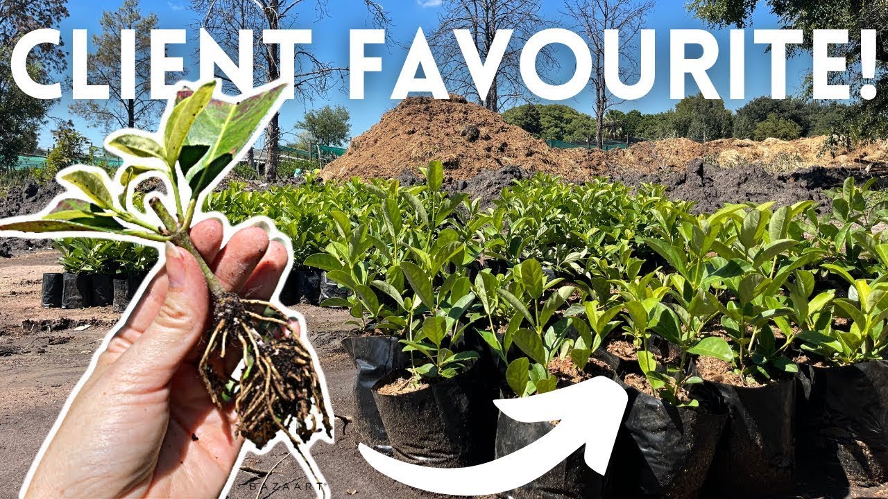 Propagating Hedges from Cuttings for profit || Viburnum Production Cycle